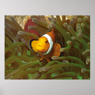 Poster Peixe-palheiro em anêmona verde. Coralreef Raja Am