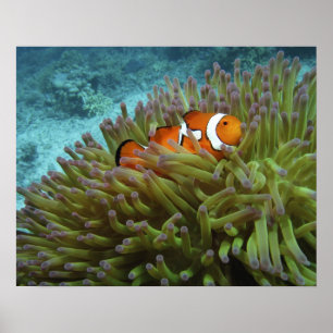 Póster Peixe-palheiro ocidental ( Amphiprion ocellaris )