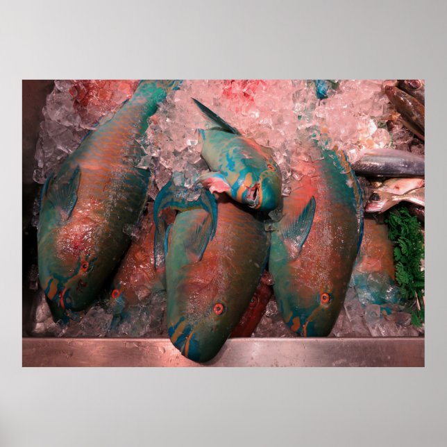 Póster Peixe-papagaio (Frente)