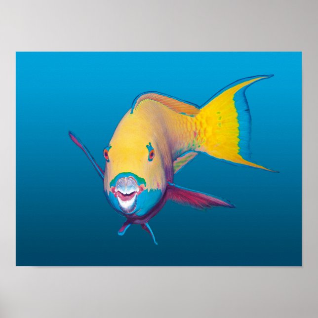 Poster Peixe-papagaio Close-up! Fundo azul gradiente |  (Frente)