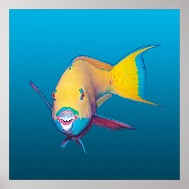 Poster Peixe-papagaio Close-up! Fundo azul gradiente |  (Frente)