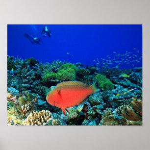 Póster Peixe-papagaio-de-cabeça-de-ovelha Scarus