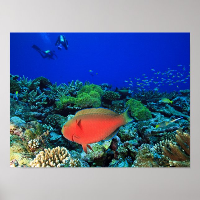 Póster Peixe-papagaio-de-cabeça-de-ovelha Scarus (Frente)