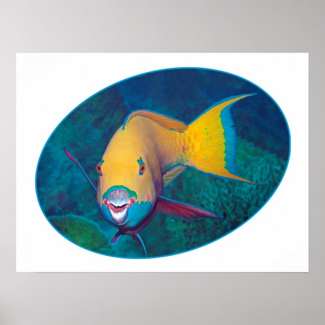 Poster Peixe-papagaio foto submarina - Design fotográfico (Frente)