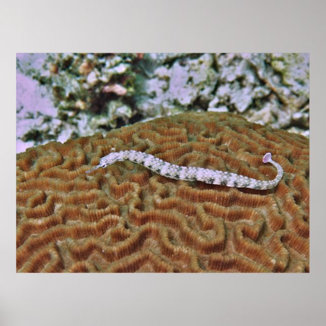 Poster Peixe-pau com coral-do-cérebro (Frente)