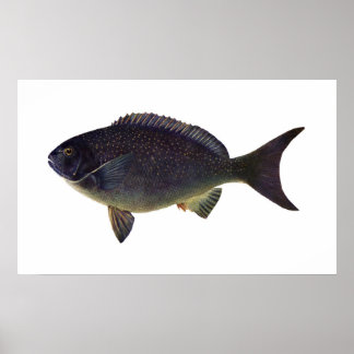 Póster Peixe - Peixe-Azul - Girella cyanea