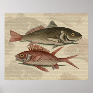 Póster Peixe Perca Vermelha Arte de Pescador
