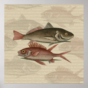 Póster Peixe Perca Vermelha Arte de Pescador