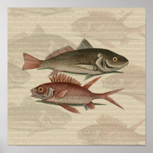 Póster Peixe Perca Vermelha Arte de Pescador