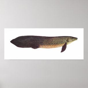 Poster Peixe - Qld. Peixe-pulmão - Neoceratodus forsteri