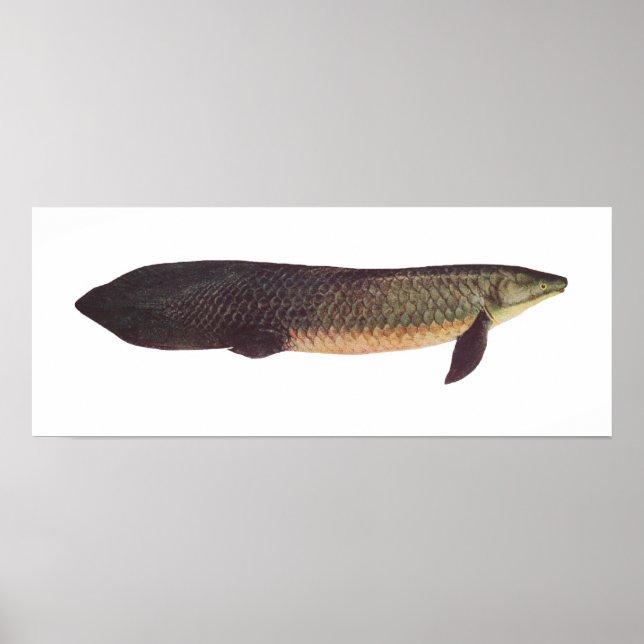 Poster Peixe - Qld. Peixe-pulmão - Neoceratodus forsteri (Frente)
