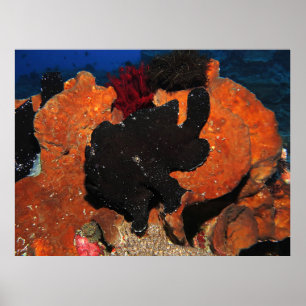 Poster Peixe-Rã Gigante Negro