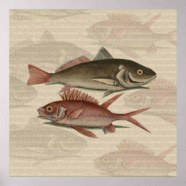 Póster Peixe Red Perch Pescador Art (Frente)