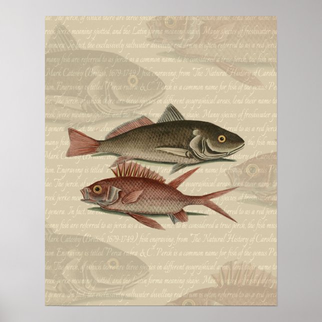 Poster Peixe Red Perch Pescador Art (Frente)