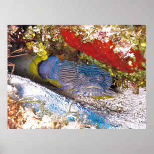 Poster Peixe-sapo na Escória