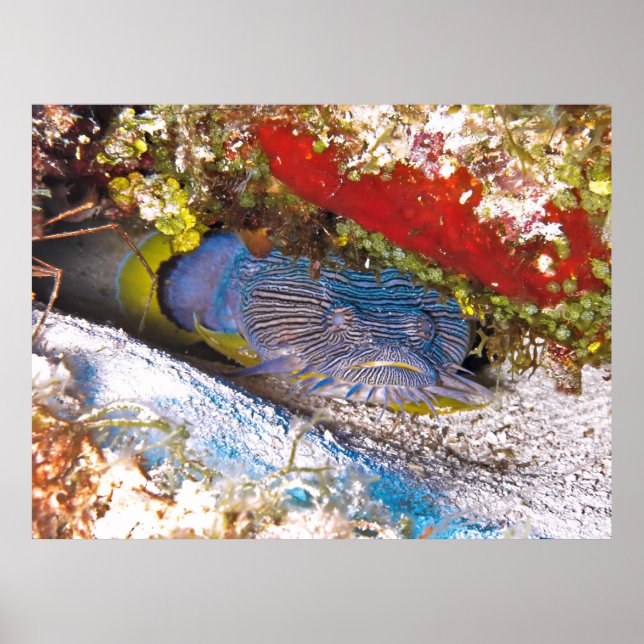Poster Peixe-sapo na Escória (Frente)