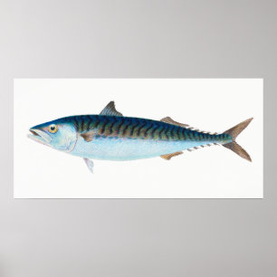Poster Peixe-sarda, arte