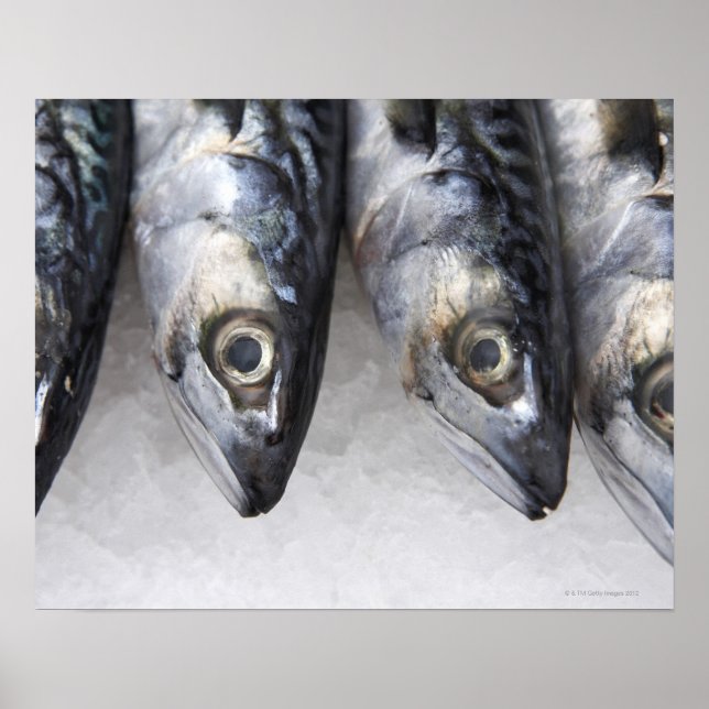 Poster Peixe-sarda, captura fresca do dia (Frente)