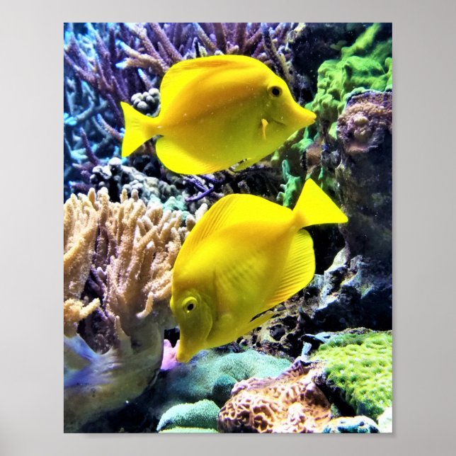 Poster Peixe-Tang Amarelo-Havaiano (Frente)