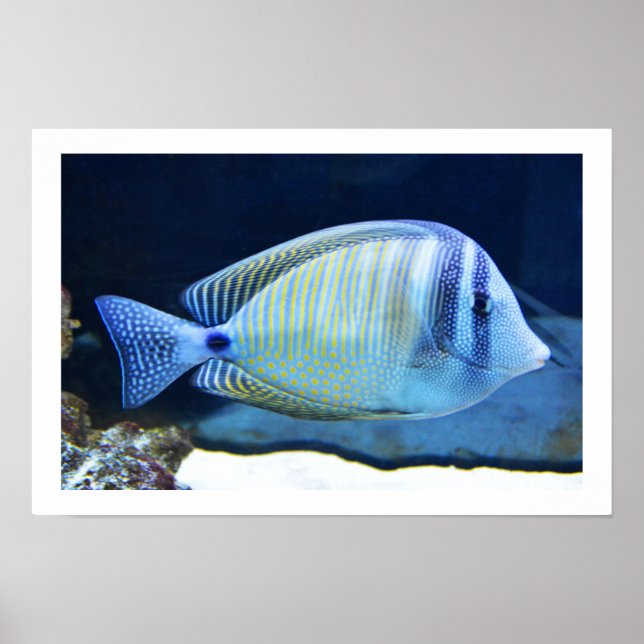 Póster Peixe tropical (Frente)