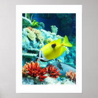 Peixe tropical Tang