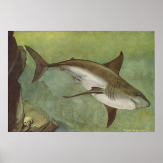 Poster Peixe - Tubarão Branco - Carcharodon carcharias