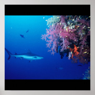 Póster Peixe-Tubarão Natação Cinza  Cinza Gal Cara