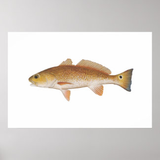 Póster Peixe Vermelho - Tambor Vermelho