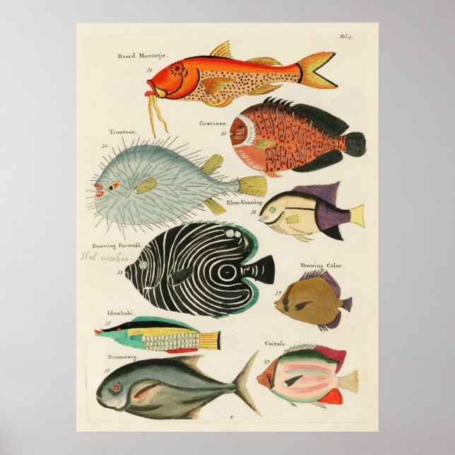 Poster Peixes (Frente)