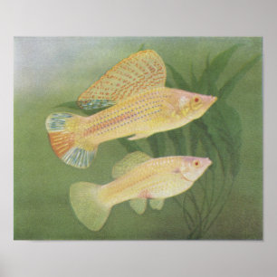 Póster Peixes - Albino Mollies - Poecilia latipinna P/fol
