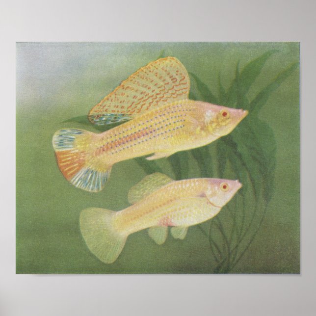 Póster Peixes - Albino Mollies - Poecilia latipinna P/fol (Frente)