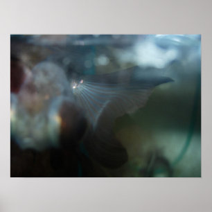 Póster Peixes artísticos modernos