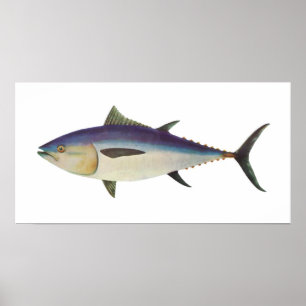Poster Peixes - Atum rabilho do Sul - Thunnus maccoyii