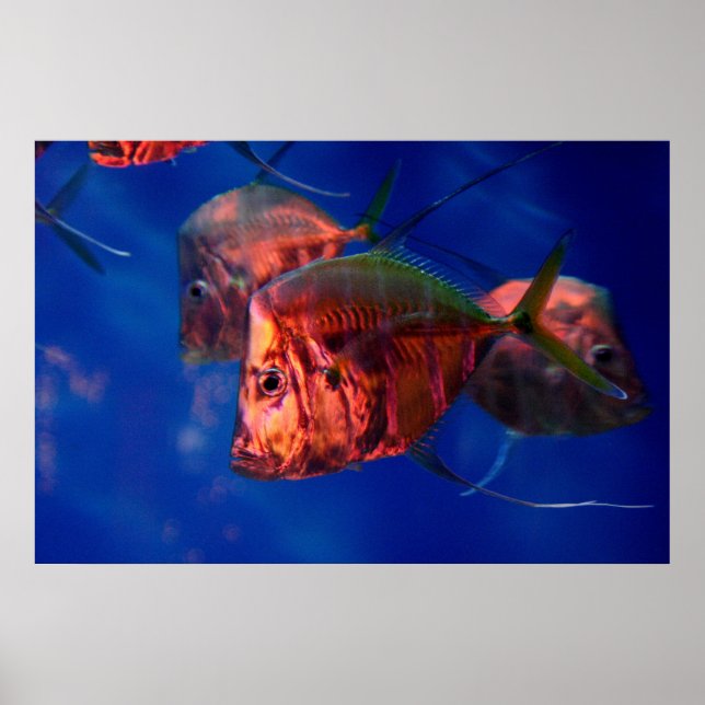 Poster Peixes Baleando em Neon (Frente)