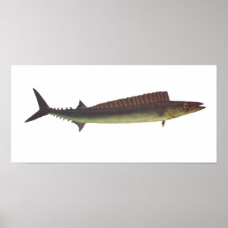 Poster Peixes - Barracouta - Thyrsites - Arun
