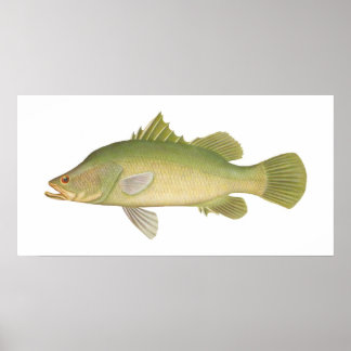 Poster Peixes - Barramundi - Calcarífero tardio