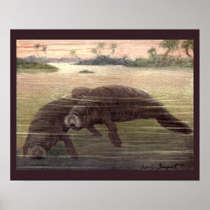 Poster Peixes-boi ou Vacas Marinhas, Mamíferos Marinhos