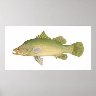 Poster Peixes - calcarifer de Barramundi - de Lates