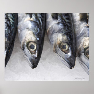 Poster Peixes da cavala, captura fresca do dia