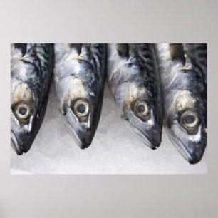 Póster Peixes da cavala, captura fresca do dia