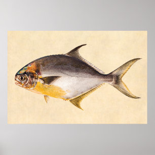 Poster Peixes da palombeta do vintage - o jogo pesca o