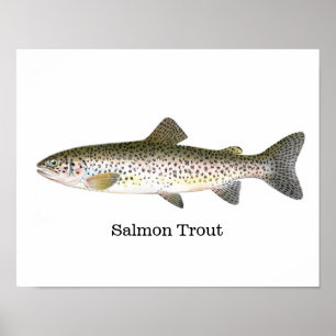 Póster Peixes da truta Salmon