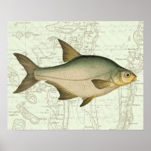 Póster Peixes de Água Doce no Mapa