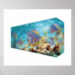 Poster Peixes de Anthias no recife de coral - design foto