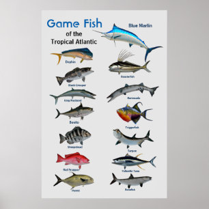 Póster Peixes de caça do oceano Atlântico Tropical Post