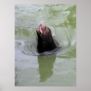 Poster Peixes de Gimme… AGORA