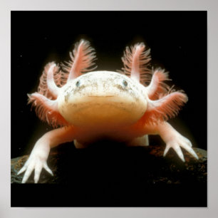 Póster Peixes de passeio mexicanos