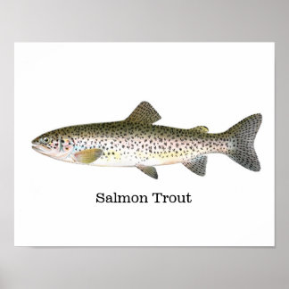 Póster Peixes De Trutas De Salmão