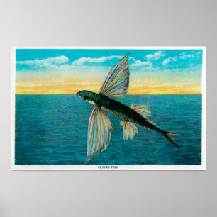 Póster Peixes de vôo na ilha de Catalina