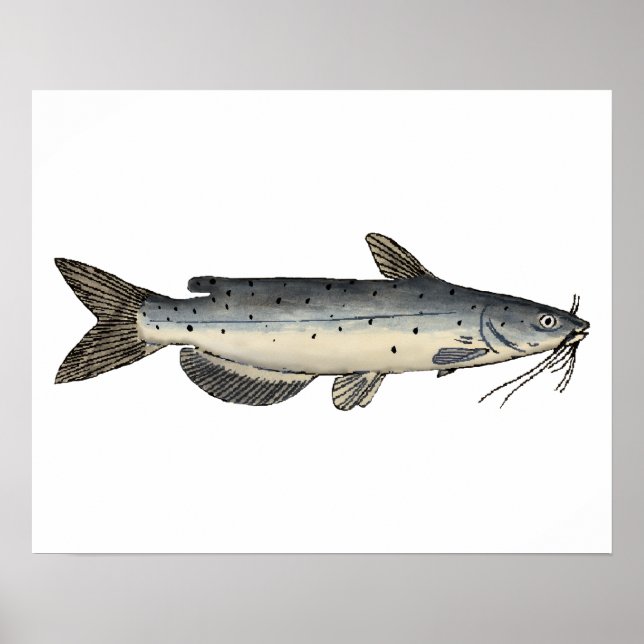 Poster Peixes do Canal (juvenis) (Frente)